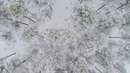 在北部国家的冬季森林正上方空中拍摄的森林风景视频