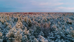 冬季森林上空覆盖着白雪11秒视频