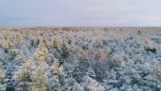 欧洲北方冬季森林里覆盖着雪的景象空中拍摄视频