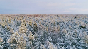 欧洲北方冬季森林里覆盖着雪的景象空中拍摄11秒视频