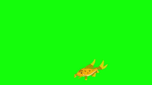 小黄鱼漂浮在水族馆里背景视频视频