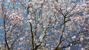 春天户外盛开的樱花11秒视频