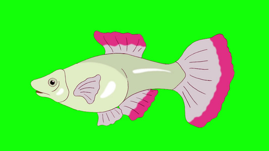 一只粉色鱼在游动的动画循环运动图形隔离在绿色屏幕上视频