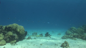 深海里的珊瑚礁和各种鱼类19秒视频
