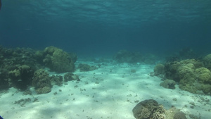 潜水海底世界珊瑚礁石洋流鱼群10秒视频