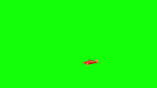 小红水族馆鱼漂浮在水族馆里动画在绿色屏幕上[小梅]视频