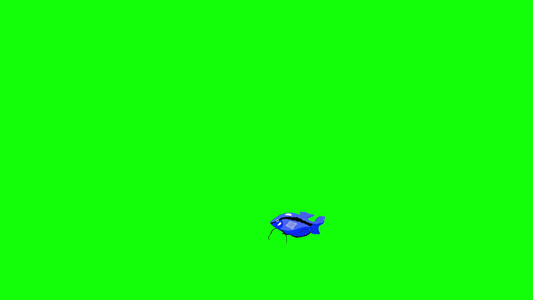 蓝色的小水族馆鱼水泥浮在绿色屏幕上[沉在]视频