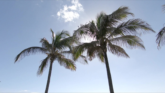 热带海滩的棕榈树视频