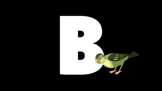 动画动物学英语字母B阿尔法哑光运动图形卡通鸟在字母b的前景视频
