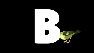 动画动物学英语字母表B阿尔法哑光运动图形卡通鸟在字母b的背景下15秒视频