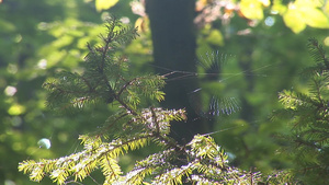 树枝上的蜘蛛网10秒视频