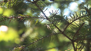 树林里树枝上的蜘蛛网18秒视频