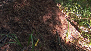 树林里山丘蚂蚁特写23秒视频