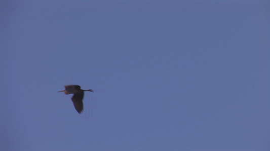 草鹭在天空中飞翔视频