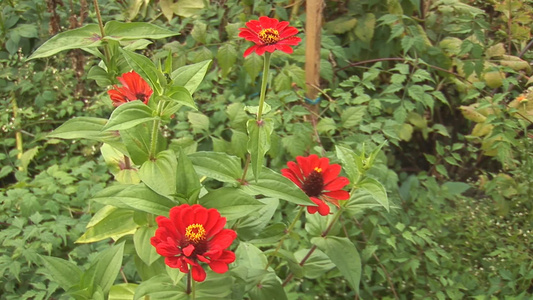 花园里美丽的花视频