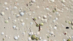 海浪在沙滩上冲刷贝壳17秒视频