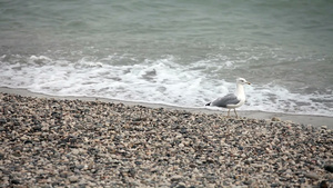 海滩上的海鸥22秒视频