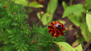 蜜蜂在花朵上采蜜5秒视频