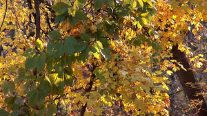 深秋枯黄的树16秒视频