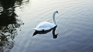 在湖面游泳的白天鹅和小黑鸭20秒视频