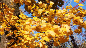 秋风中摇曳的黄色树叶特写16秒视频