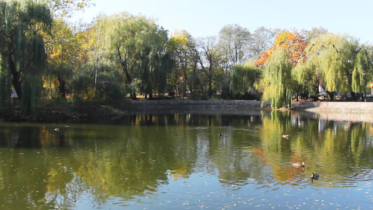 秋天公园湖面上的野鸭子视频