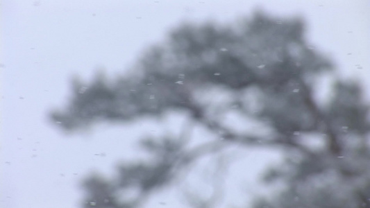 雪花在树的背景上飞舞视频