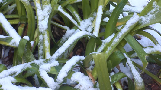 雪地的植物视频