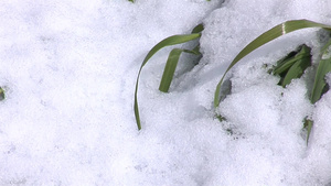 被雪覆盖的草地20秒视频