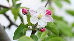 美丽的苹果花和蚂蚁20秒视频