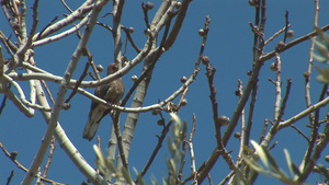 斑鸠站在橄榄树枝上23秒视频