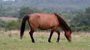 小马在牧场上吃草15秒视频