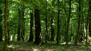 森林中的树木20秒视频