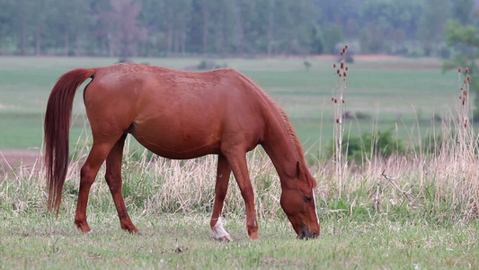小马在牧场上吃草视频