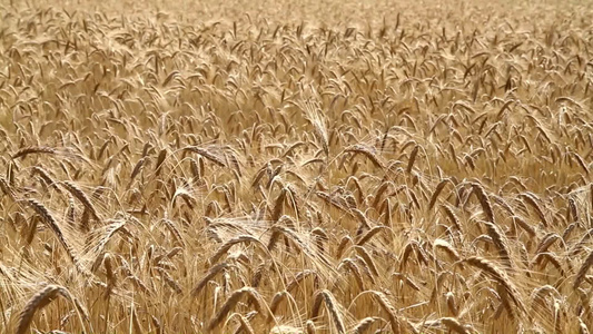 成熟的小麦田视频