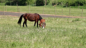 母马带着小马驹在草地吃草24秒视频