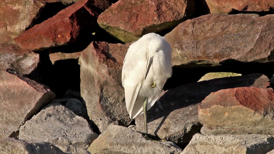 可爱的小白鹭停在岩石上视频