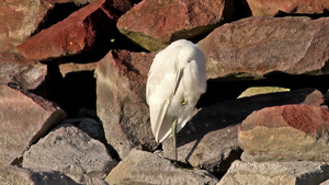 可爱的小白鹭停在岩石上18秒视频