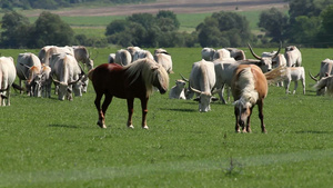 田野里的匈牙利灰色公牛和马24秒视频