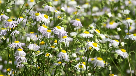 春天草地上的的白花[花呢]视频