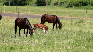 牧场草地上的小马驹26秒视频