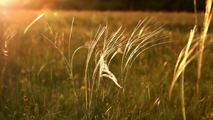 阳光下美丽的小草在风中摇摆16秒视频