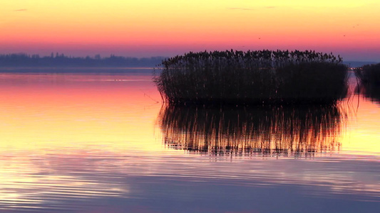 夕阳下湖中的芦苇倒影视频