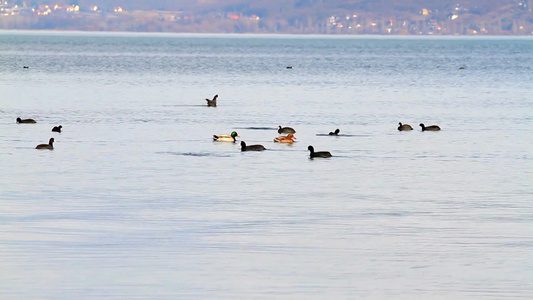 在匈牙利平静地湖面上一群鸭子在湖里自由自在地游着视频