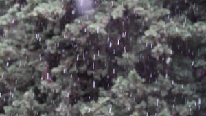 降雪时的松林14秒视频