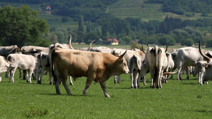 匈牙利灰色公牛和马在田野里26秒视频