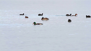 巴拉顿湖上的水禽23秒视频