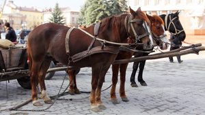 三匹马被绑在运货马车上13秒视频