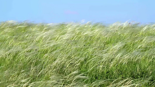 风中美丽的植物视频