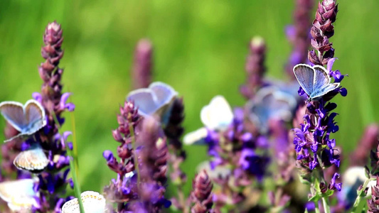 许多紫色的蝴蝶优雅地落在紫色的花朵上视频